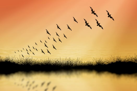 Grass and bird silhouettes background sunset. photo