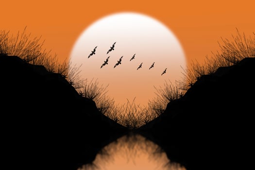 Grass silhouettes background sunset. photo