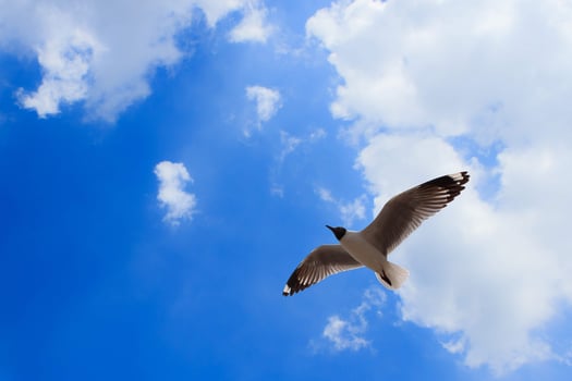 Seagulls flying on the sky photo