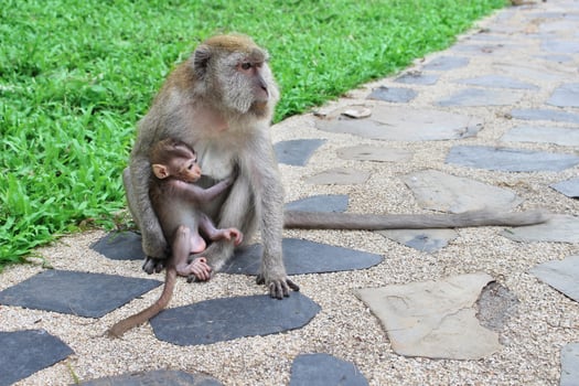 Mother Monkey takes care of its baby. photo