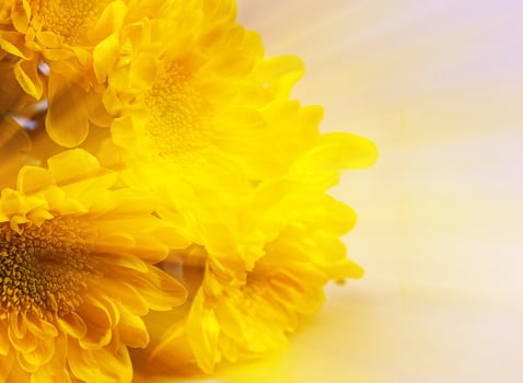 Beautiful chrysanthemum flowers photo
