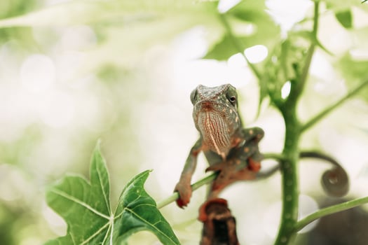 Chameleon Portrait, Zanzibar photo