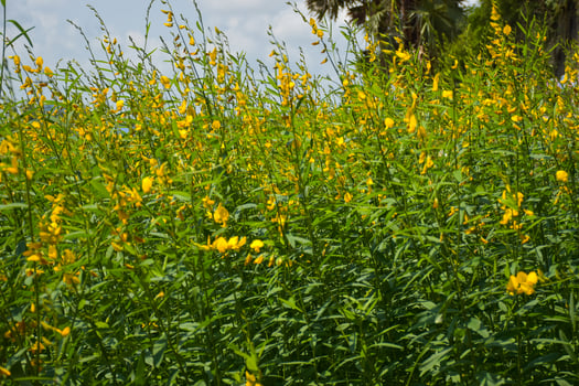 The yellow hemp fields are in full bloom in the garden. photo