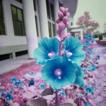 Beautiful blooming flower in the garden photo