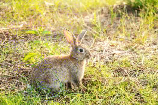 Portrait of a cute fluffy rabbit brown color with big ears, green flower meadow in a spring forest with a beautiful blurred background. Concept for spring holidays photo