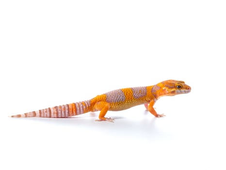 Leopard Gecko, cute pet that looks like a smile all the time Standing on a white background photo