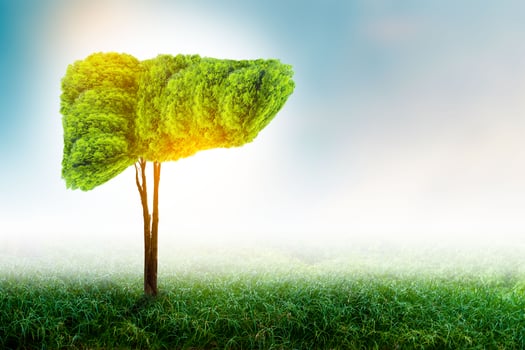 Realistic liver images are human green tree shapes about diseases and cirrhosis environment photo