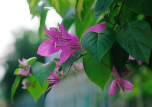 Bougainvillea flowers - Purple Bougainvillea flowers bloom against a blur background. Bougainvillea flowers Isolated photo