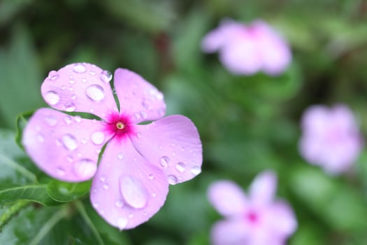 Light pink flower of Old Maid blooming. photo