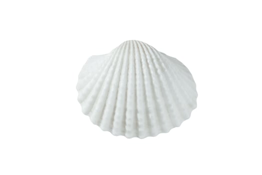 white shell on a white background, isolate photo