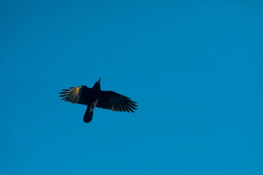Raven flying under the blue sky photo