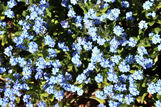 Beautiful flowers in a european garden in different colors photo