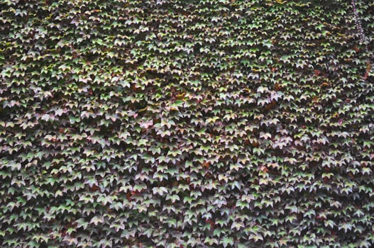 Ivy plant on wall photo