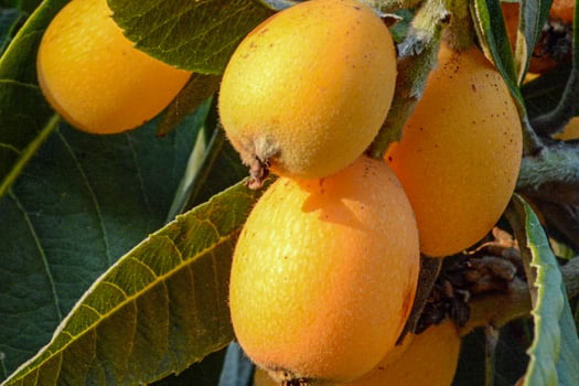 Close-up shot of a ripe organic orange hanging on a tree under the sunlight photo