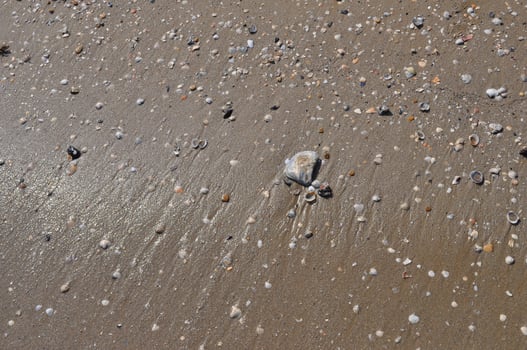 seashells by the seashore photo
