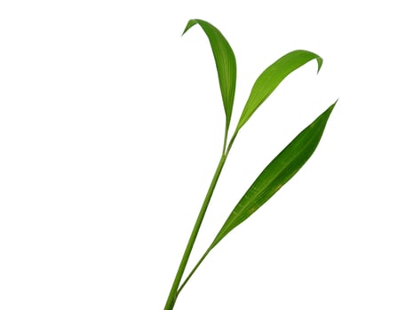 Tree on white background. Green leaves isolated on white background photo