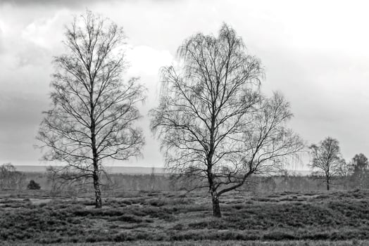landscape with trees photo