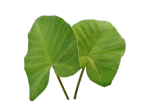 Eddoe leaves or wild taro leaf on white background photo