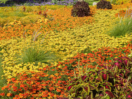 many wonderful flowers in the garden photo
