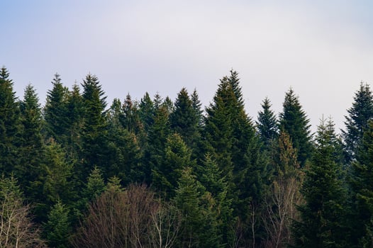 The majesty of the silent evergreen forest, spruce and pine forest during frost, a natural winter phenomenon. photo