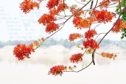 red flowers bloom photo