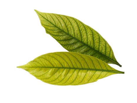 Kacapiring or Gardenia augusta or cape jasmine leaves isolated on white background photo