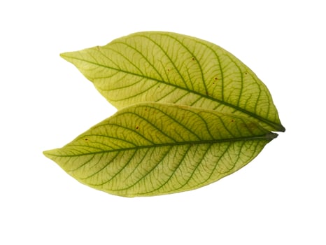 Kacapiring or Gardenia augusta or cape jasmine leaves isolated on white background photo