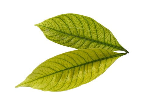 Kacapiring or Gardenia augusta or cape jasmine leaves isolated on white background photo