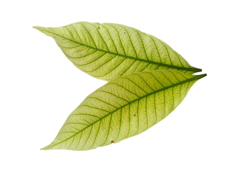 Kacapiring or Gardenia augusta or cape jasmine leaves isolated on white background photo