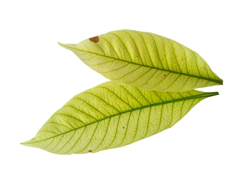 Kacapiring or Gardenia augusta or cape jasmine leaves isolated on white background photo