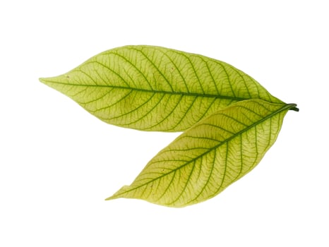 Kacapiring or Gardenia augusta or cape jasmine leaves isolated on white background photo