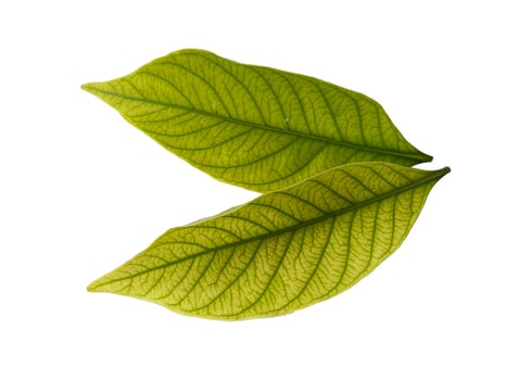 Kacapiring or Gardenia augusta or cape jasmine leaves isolated on white background photo