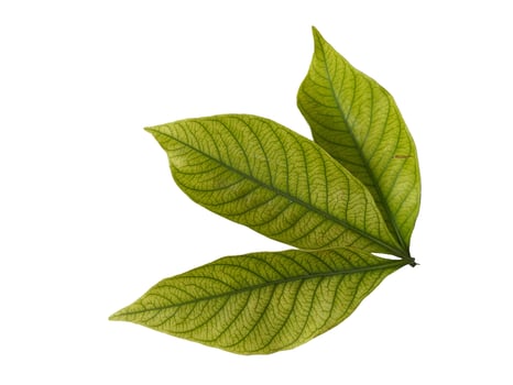 Kacapiring or Gardenia augusta or cape jasmine leaves isolated on white background photo