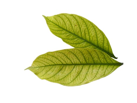 Kacapiring or Gardenia augusta or cape jasmine leaves isolated on white background photo