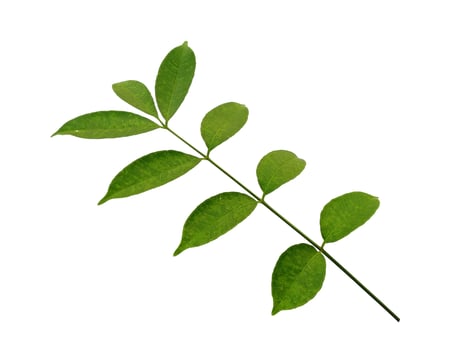 Cemcem leaves Isolated on white background. Green leaves on white background photo