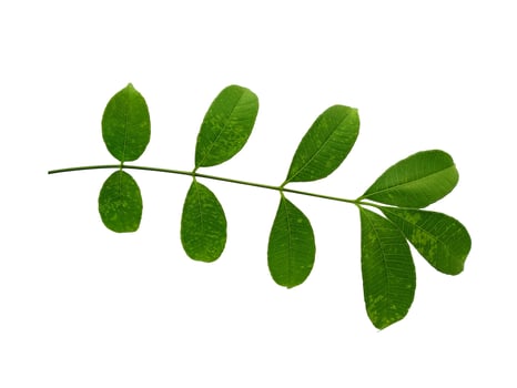 Cemcem leaves Isolated on white background. Green leaves on white background photo