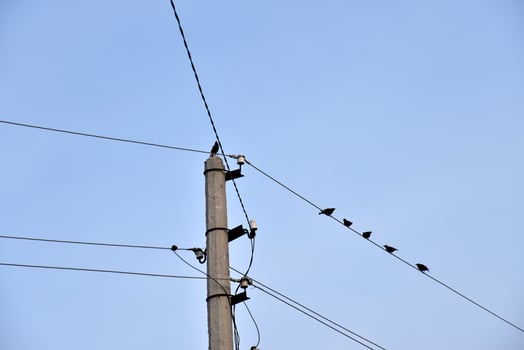 A starling bird on a power line photo