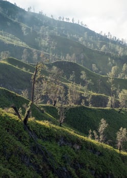 Trees on top of hill with sunlight photo