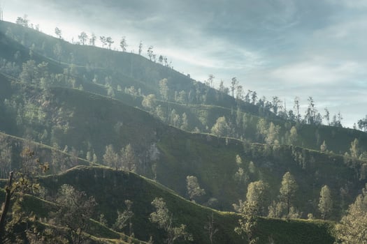 Trees on green hill in foggy photo