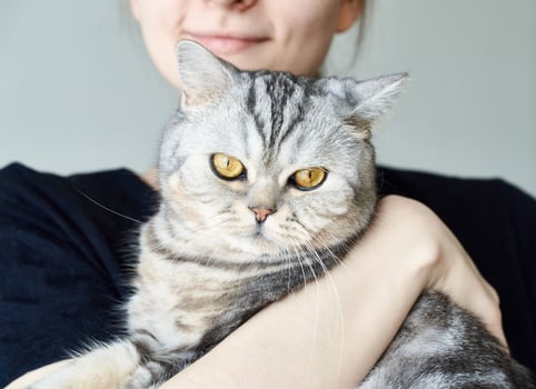 Cute tabby cat in arms of unrecognizable woman, friendship between humans and Pets photo