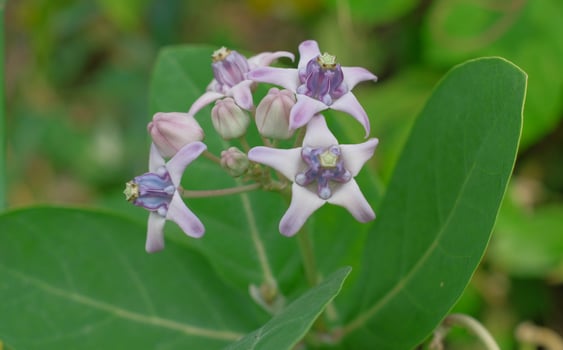 Blooming Crown Flower, Giant Milkweed, Calotropis gigantea, Giant Calotrope Flower photo