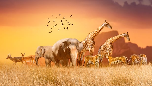 World Wildlife Day  Groups of wild beasts were gathered in large herds in the open field in the evening when the golden sun was shining. photo