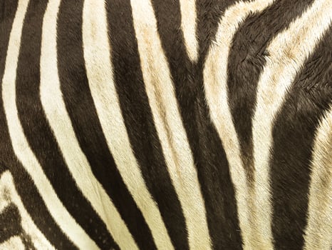 Pattern and texture of leather zebra skin photo