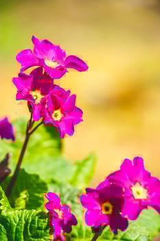 Purple primrose flowers close up. First plants in spring. Gardening and cultivation. photo