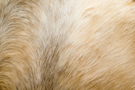 Brown horse fur background photo