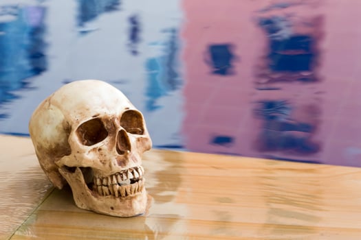 Side view of human skull photo