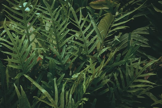 Tropical green leaf background, Dark tone theme. photo