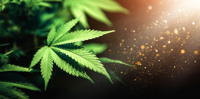Green cannabis leaf close up on black background with sunbeam and glow. Medical marijuana cultivation. Copy space photo