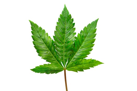 Cannabis leaf on a white background isolated. Medicinal marijuana leaves of the Jack Herer variety are a hybrid of sativa and indica. photo