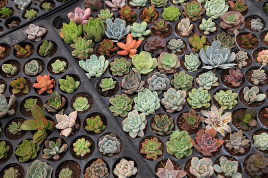 Tray of variety of propagating succulents by cuttings in the greenhouse garden photo